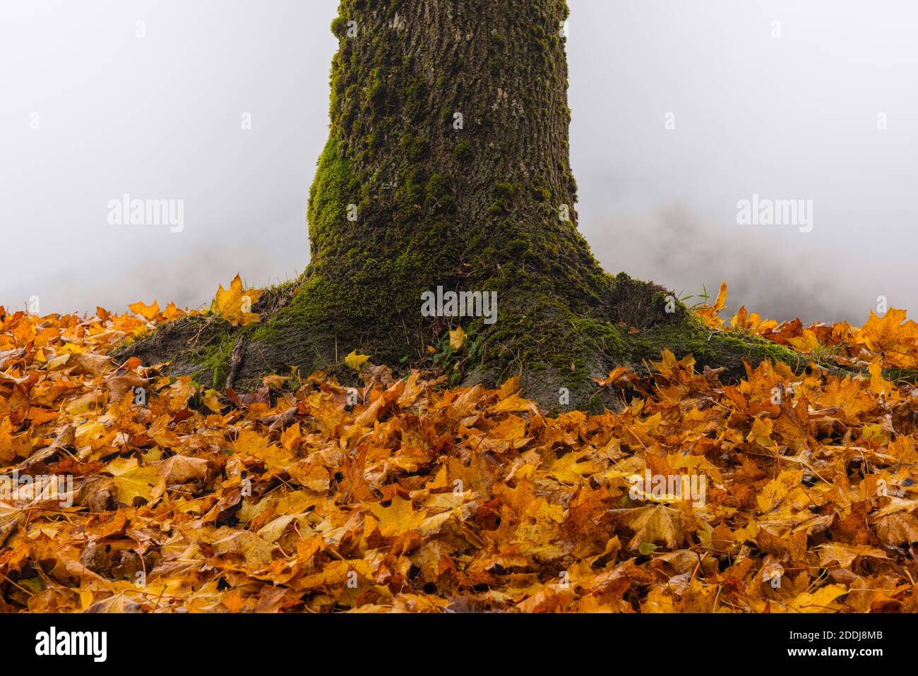 Baum im Nebel mit herbstlichen Laub Stock Photo