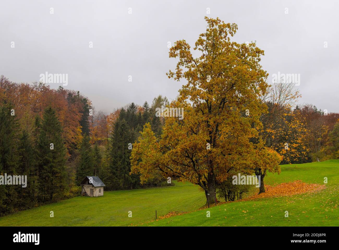 Herbstlicher Baum auf einer Wiese mit Hütte neben dem Wald Stock Photo