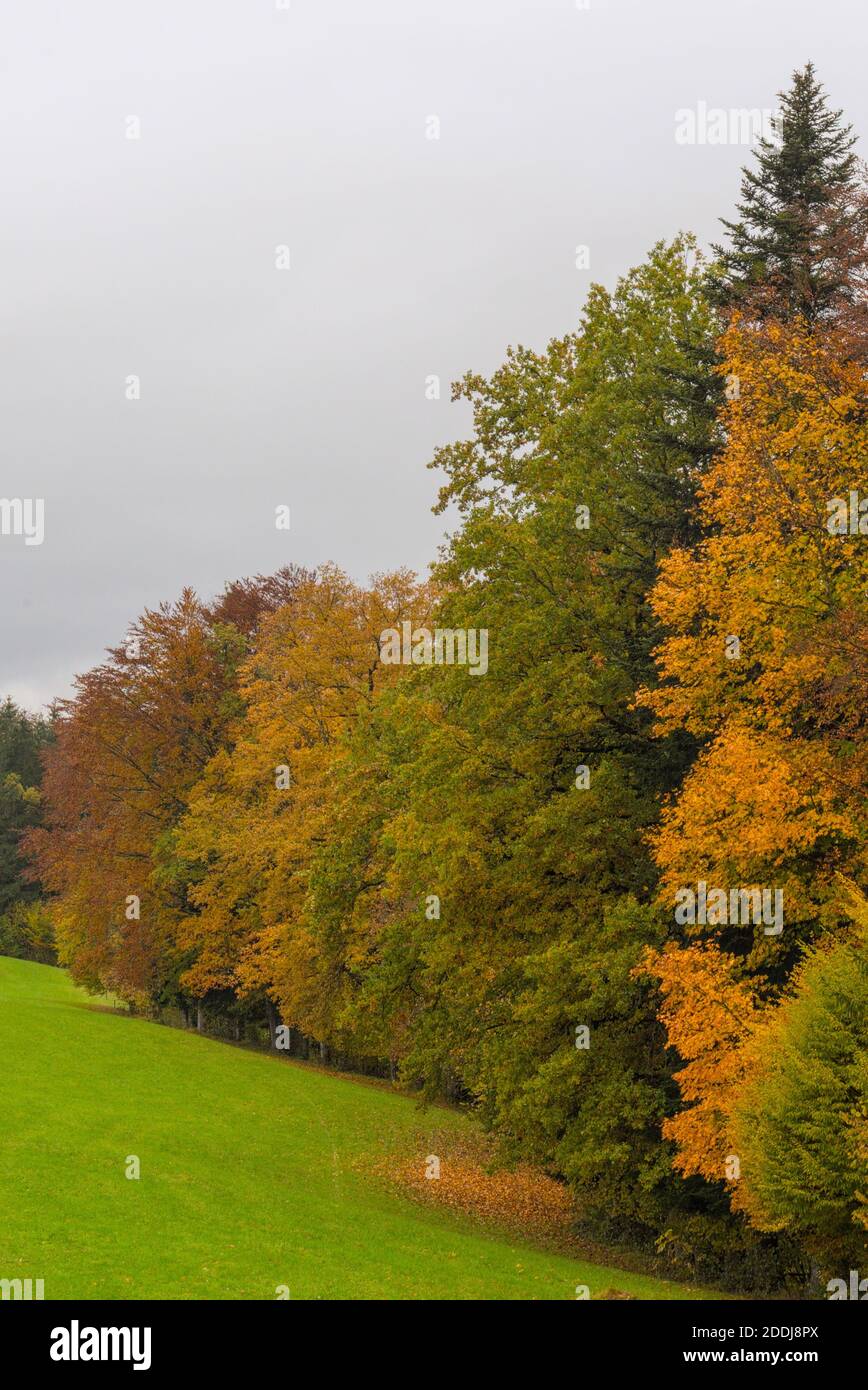 Herbstfarbener Wald Stock Photo