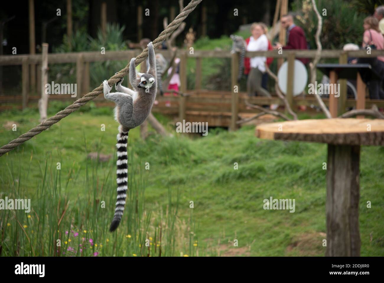 Ring-tailed lemur at Whipsnade Zoo, UK Stock Photo