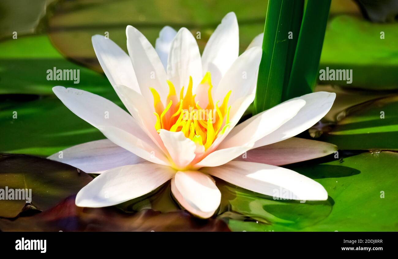 Open white water lily example Stock Photo Alamy