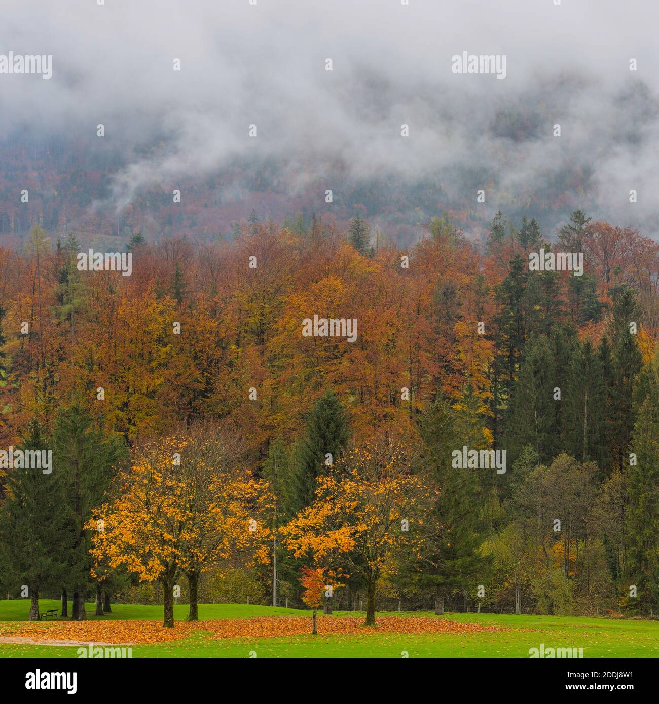 Herbstlicher Wald mit Nebel Stock Photo