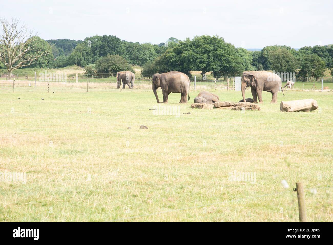 Whipsnade zoo elephants hires stock photography and images Alamy