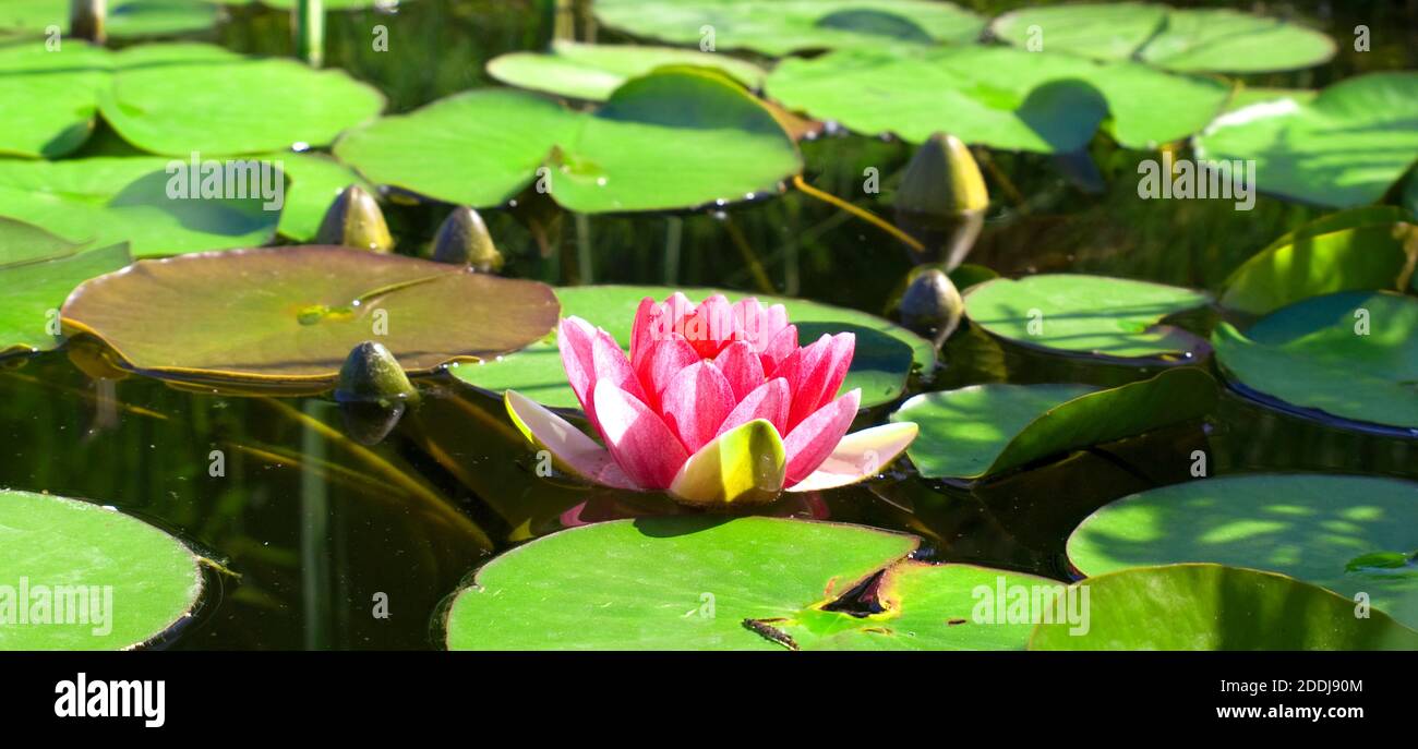 Pink water lily example Stock Photo Alamy