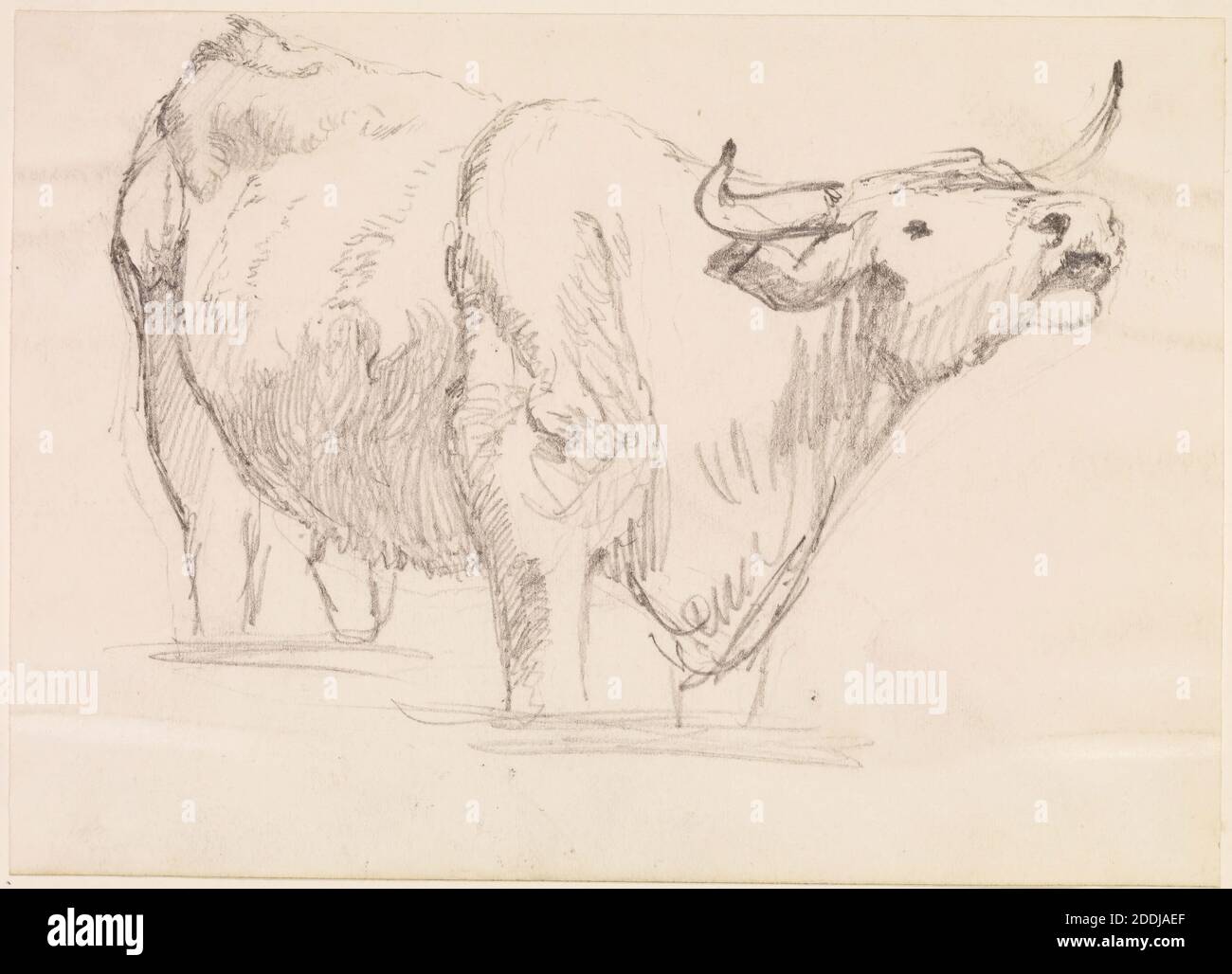 Study of a Cow, 1857-58 Frederick Sandys, Art Movement, Pre-Raphaelite, Drawing, Pencil, Sketch, Animal, Cow, Study, Works on Paper Stock Photo