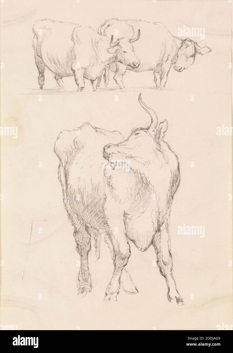 Two Studies of Cattle, 1857-58 Frederick Sandys, Art Movement, Pre-Raphaelite, Drawing, Pencil, Sketch, Animal, Cow, Study, Works on Paper Stock Photo