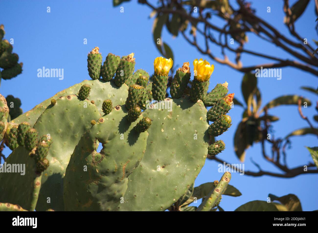 Image of part of a specimen of Opuntia ficus-indica with yellow flowers Stock Photo