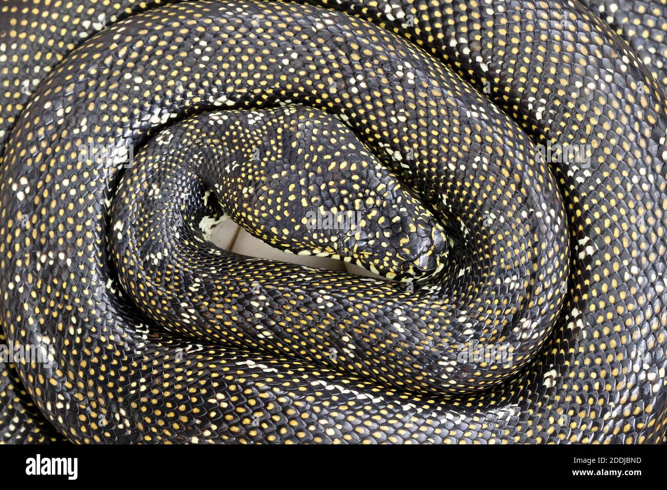 Diamond Python incubating her egg clutch Stock Photo Alamy