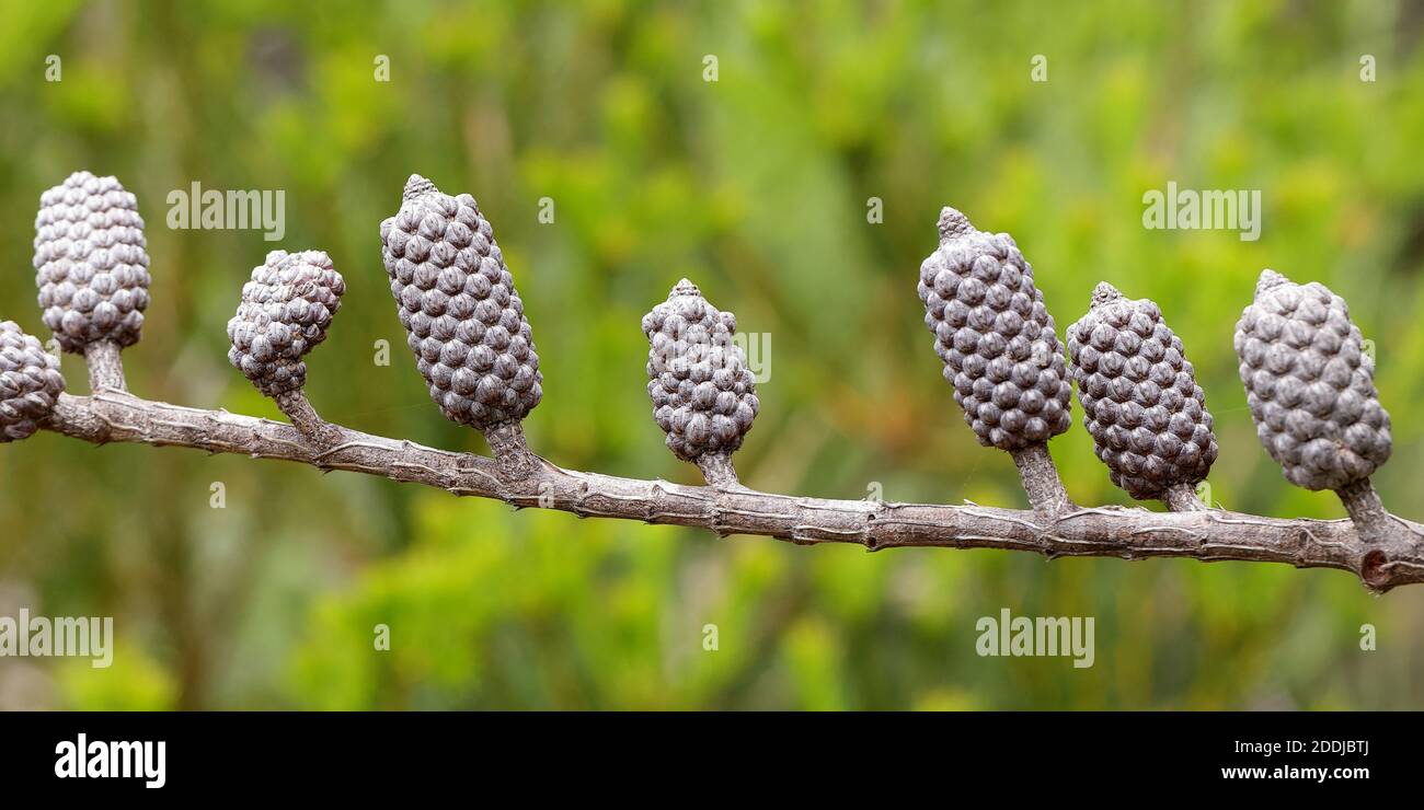 Seed pods of the She Oak Tree Stock Photo