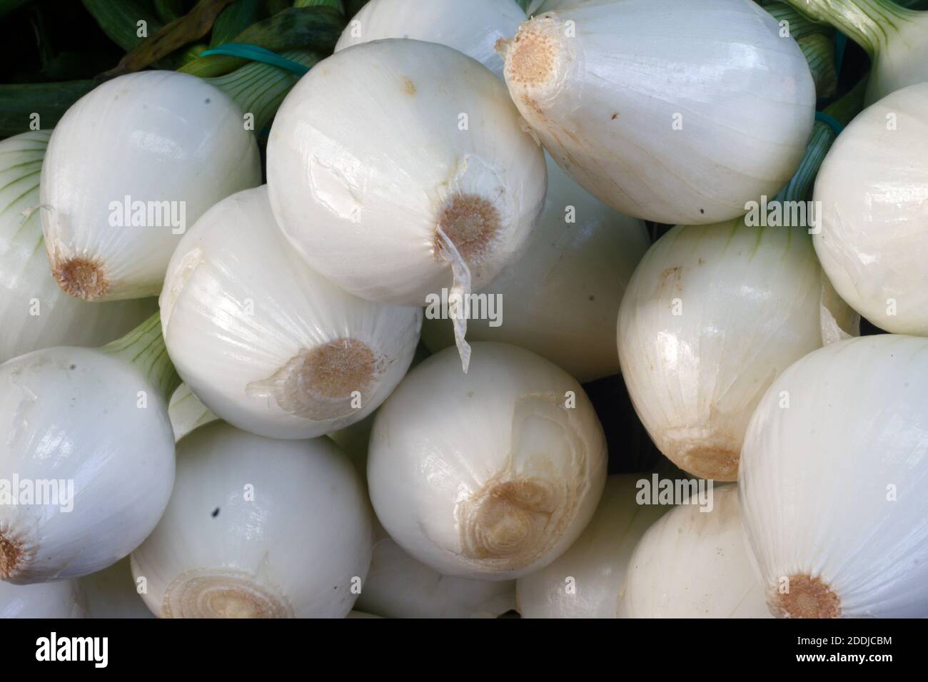 Raw white onions hi-res stock photography and images - Alamy