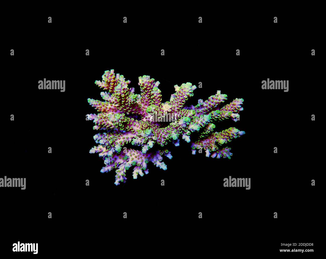 Isolated image of Acropora coral. Acropora is a genus of small polyp stony corals. Stock Photo