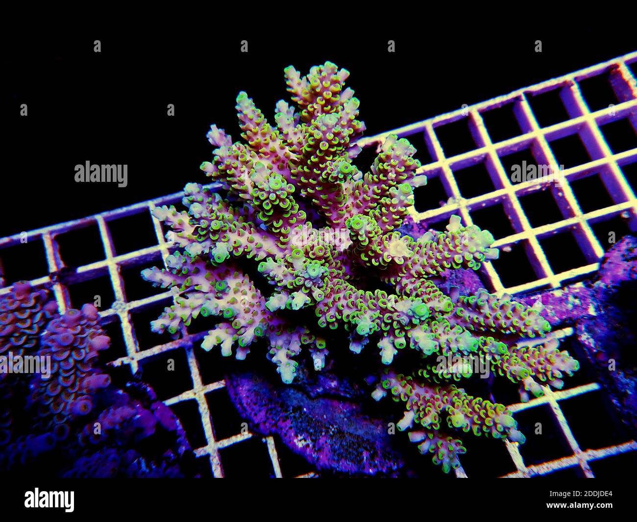 Isolated image of Acropora coral. Acropora is a genus of small polyp stony corals. Stock Photo