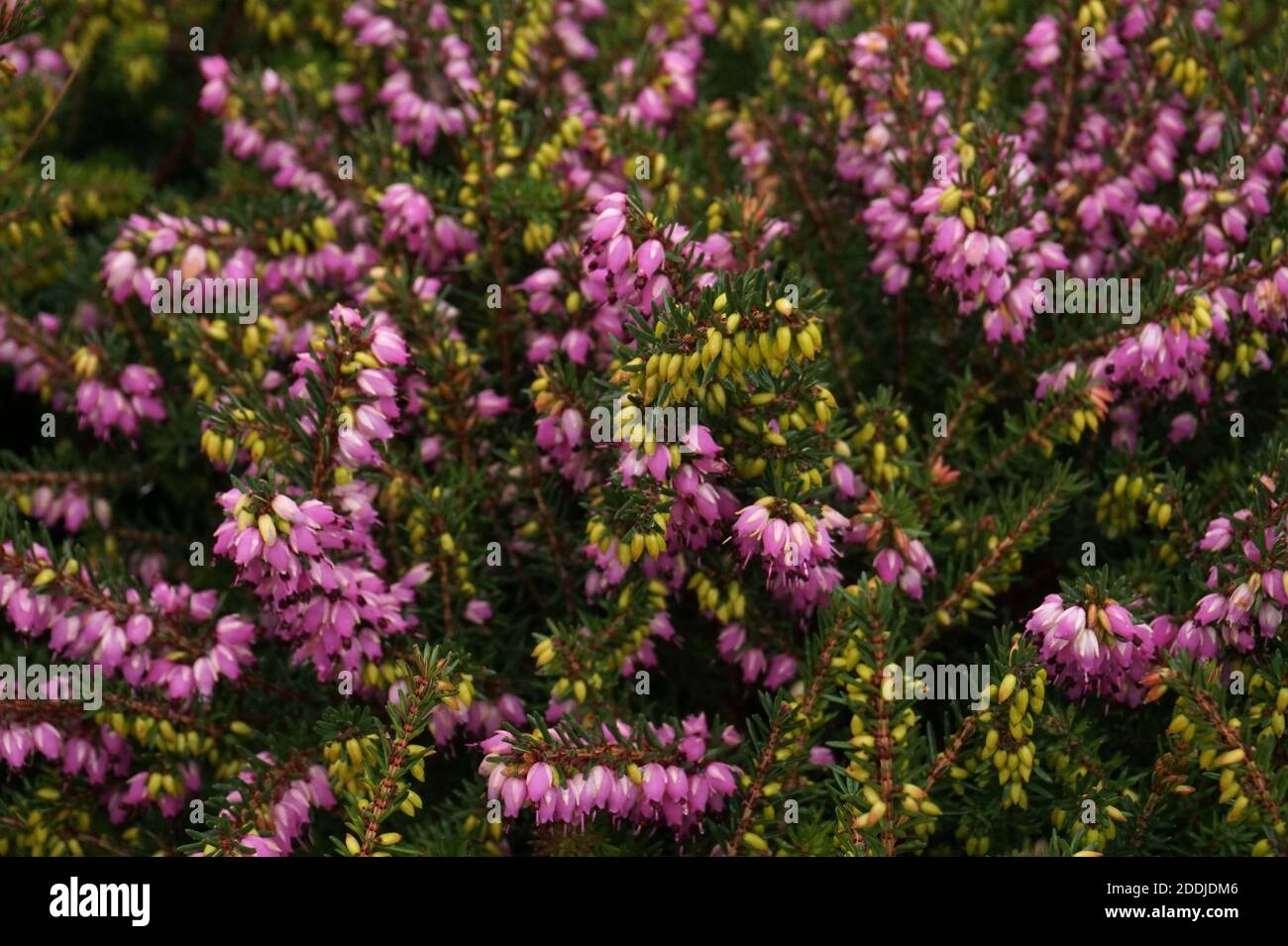 Pink Erica × darleyensis 'Furzey' or Kramer's Rote in flower, Autumn in an English Garden Stock Photo