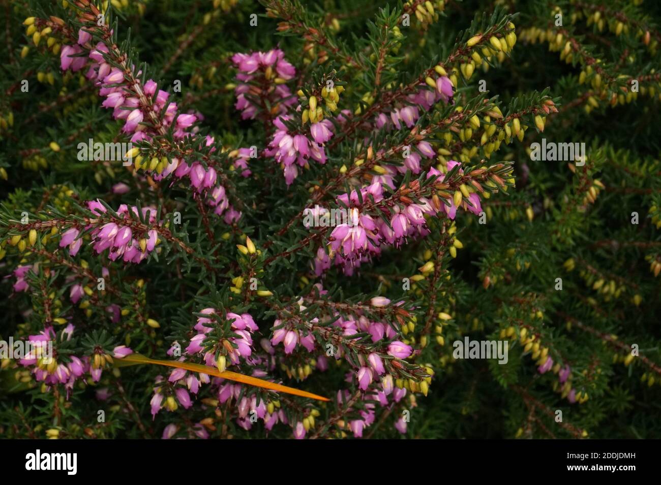 Pink Erica × darleyensis 'Furzey' or Kramer's Rote in flower, Autumn in an English Garden Stock Photo