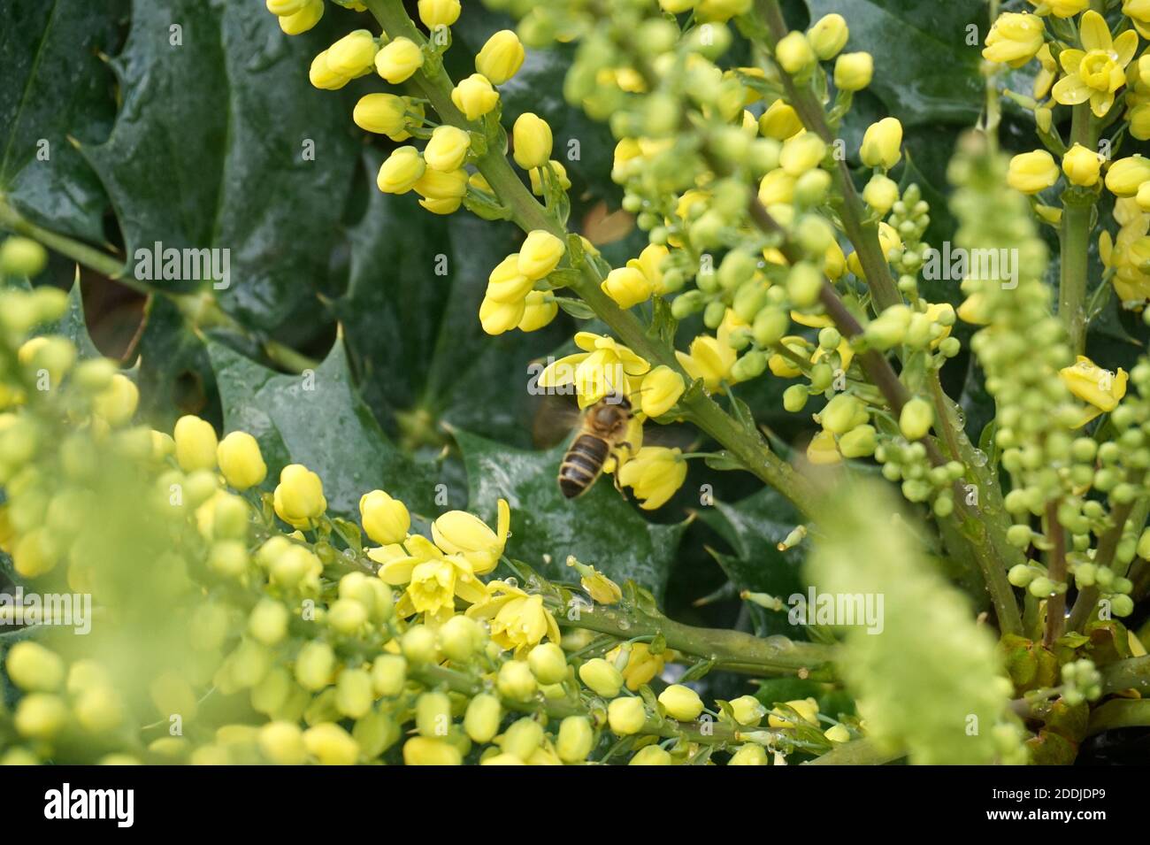 Yellow flowers on Japanese mahonia. Autumn in an English Garden Stock