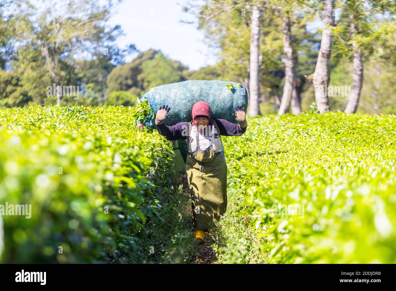 Harvesting tea in Bandung, Indonesia Stock Photo Alamy