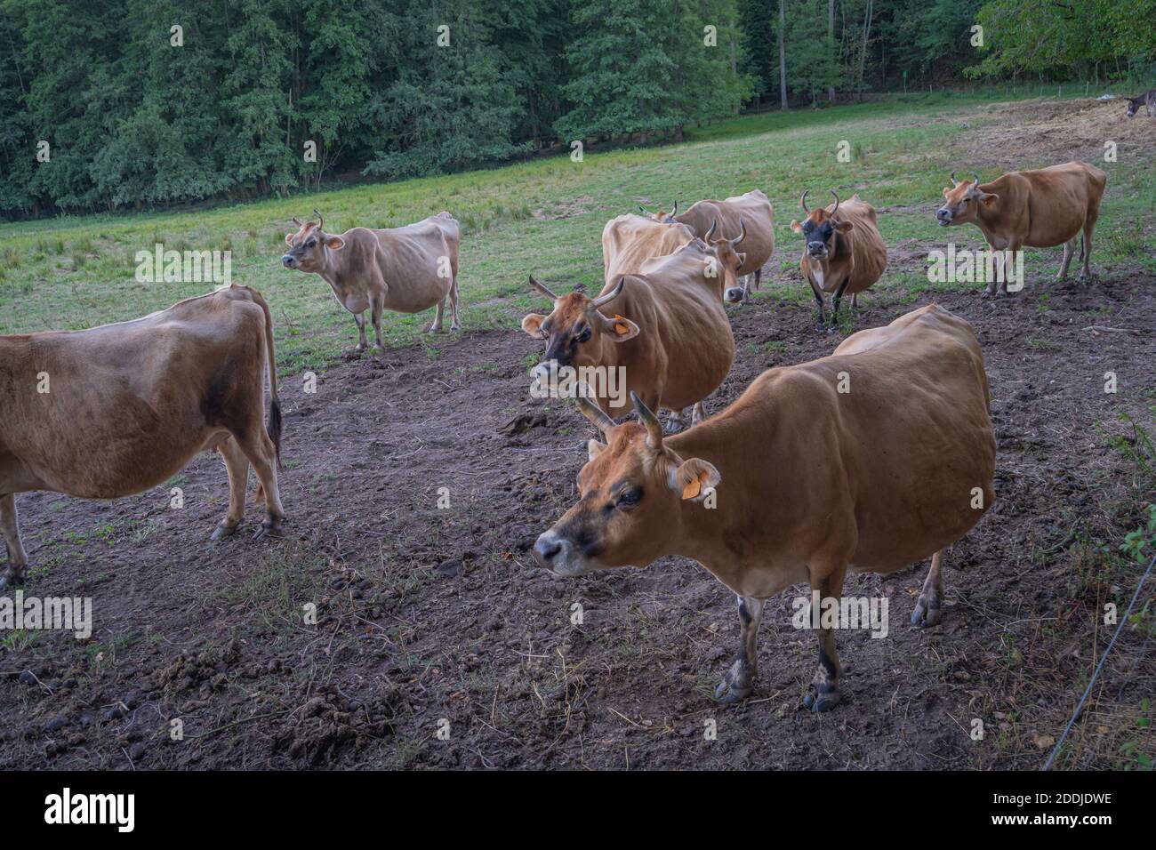 Jersey cows horns hires stock photography and images Alamy