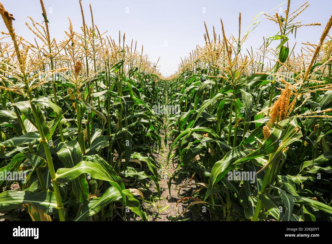 Maize Corn agriculture field. Cob Corn field Stock Photo Alamy
