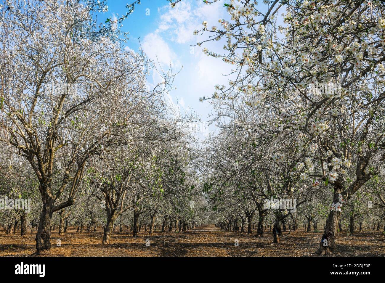Almond trees - Almond orchard in blossom. Cluster of almond blossoms. Stock Photo