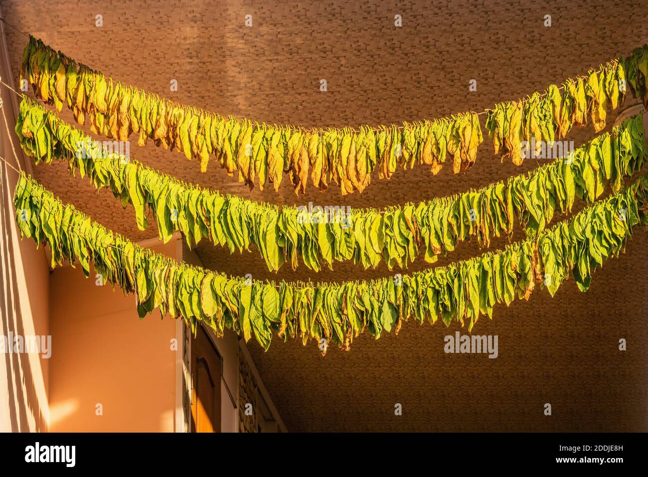 Drying tobacco leaves, hanging to dry in the sun Stock Photo
