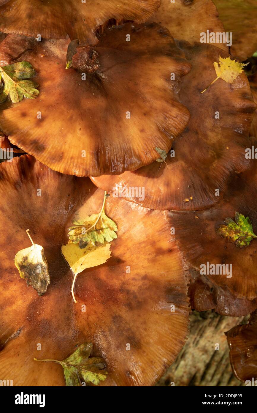 Final curtains hires stock photography and images Alamy