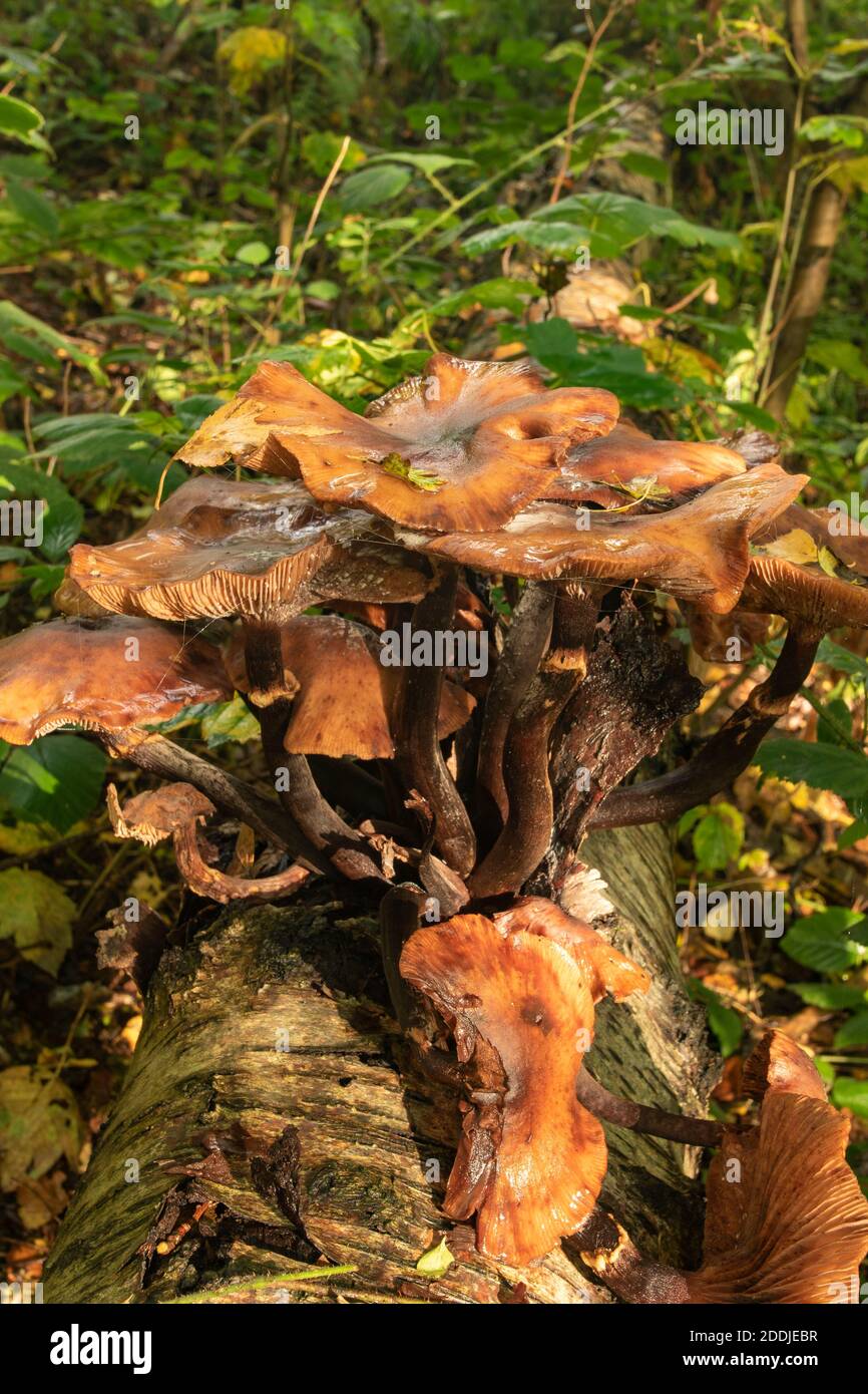 Fungi erupting out of a fallen Birch tree trunk, synonym for death, disease, recycling and rebirth Stock Photo
