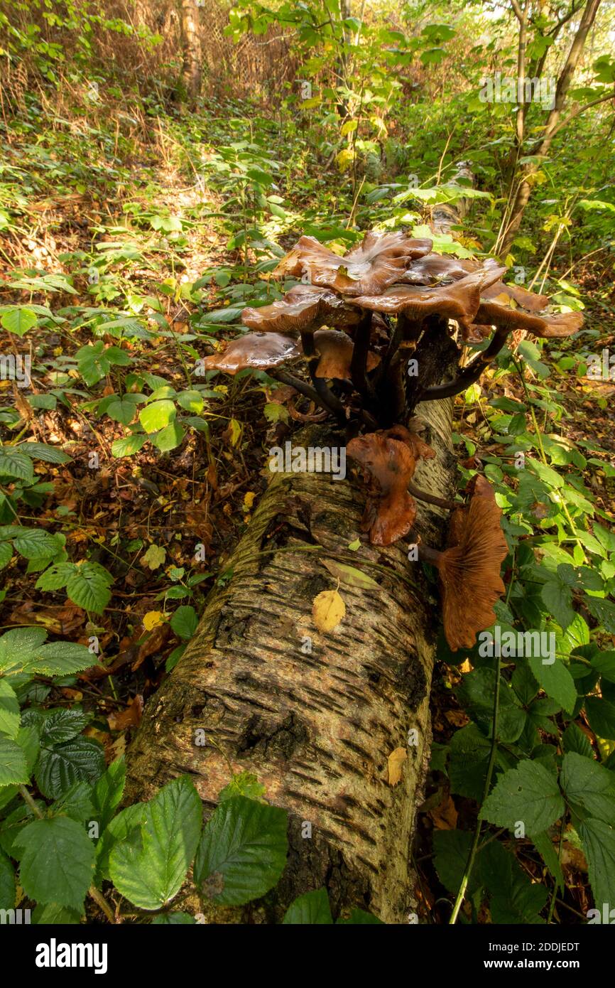 Fungi erupting out of a fallen Birch tree trunk, synonym for death, disease, recycling and rebirth Stock Photo