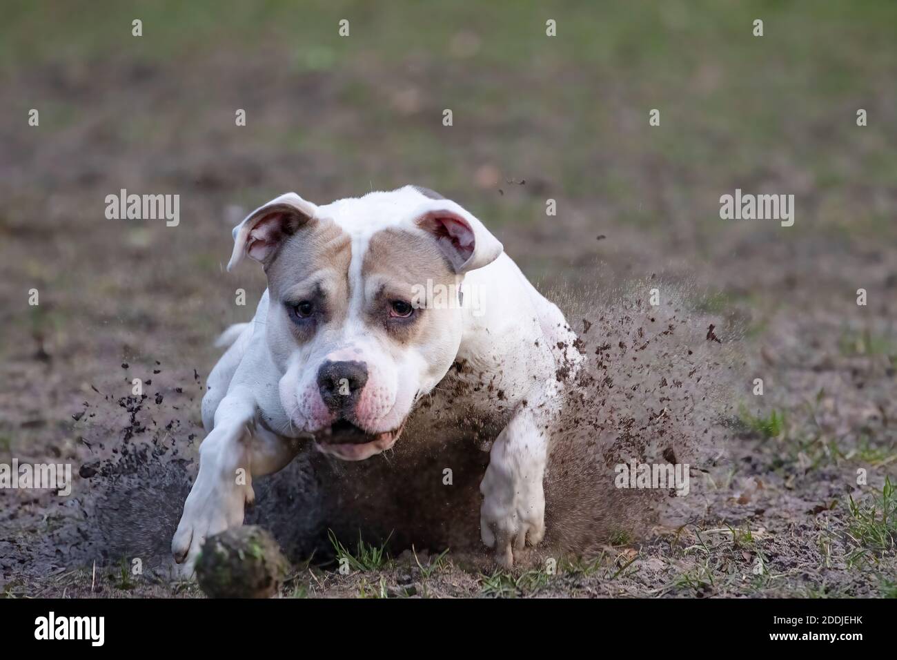 Pitbull dog in an attacking mode with splashing of mud dangerous Stock Photo