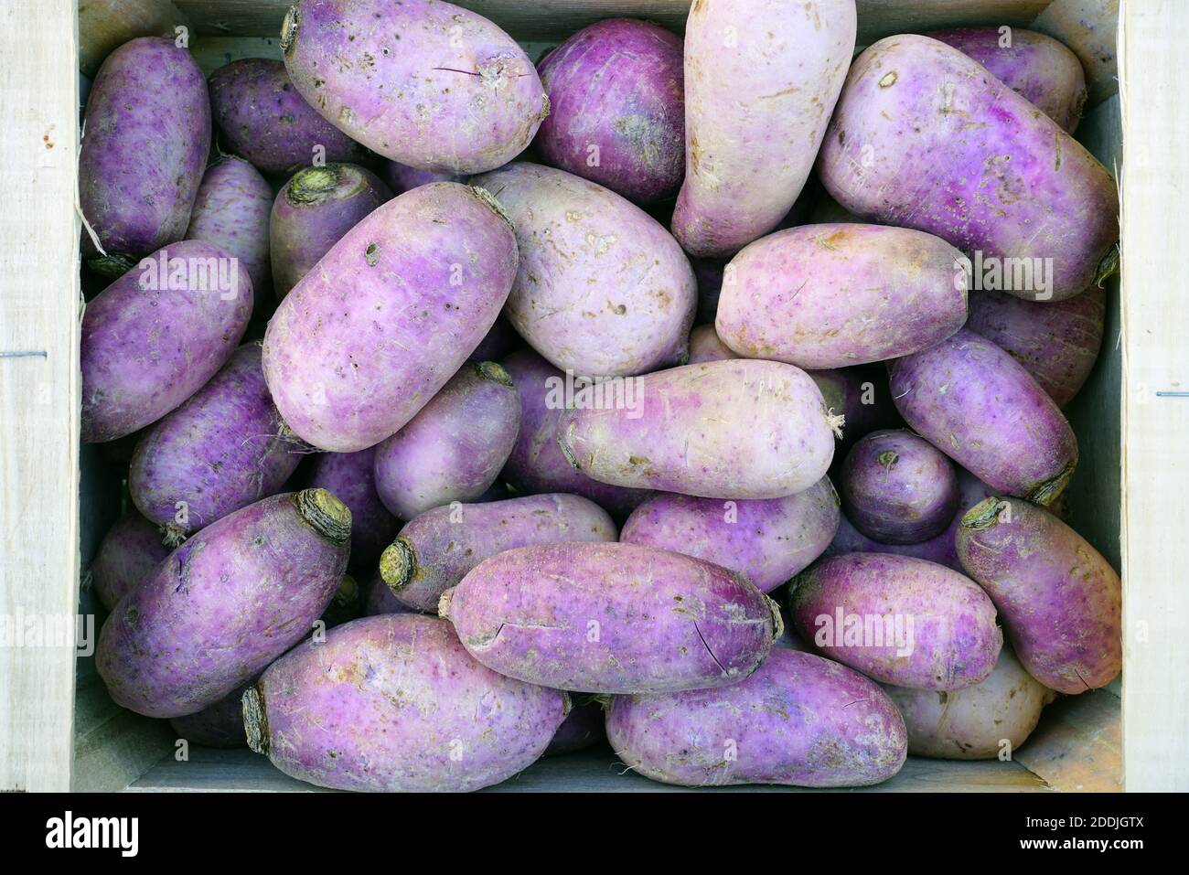 Crate of giant green and white watermelon winter radishes at a  farmers market Stock Photo