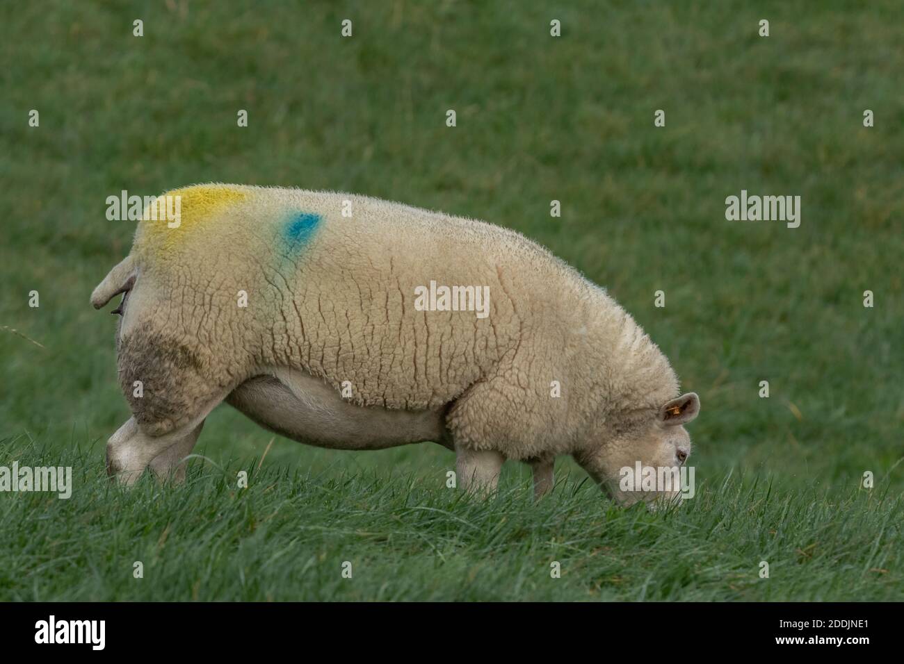 Marking sheep with paint hires stock photography and images Alamy