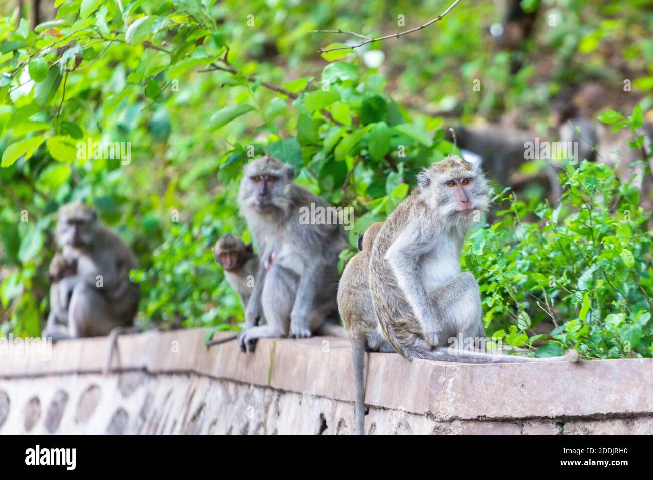 Long tailed macaques in Baluran National Park, Indonesia Stock Photo
