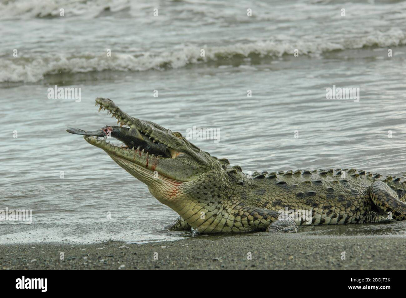 A wild american crocodile (Crocodylus acutus) by the ocean and eating an black snook in Corcovado National park in Costa Rica. Stock Photo