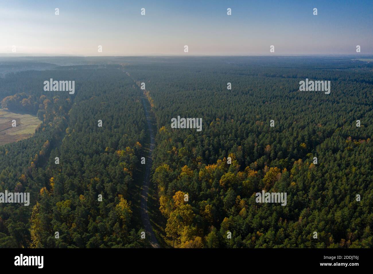 Aerial view of great pine forest and road amongst it Stock Photo