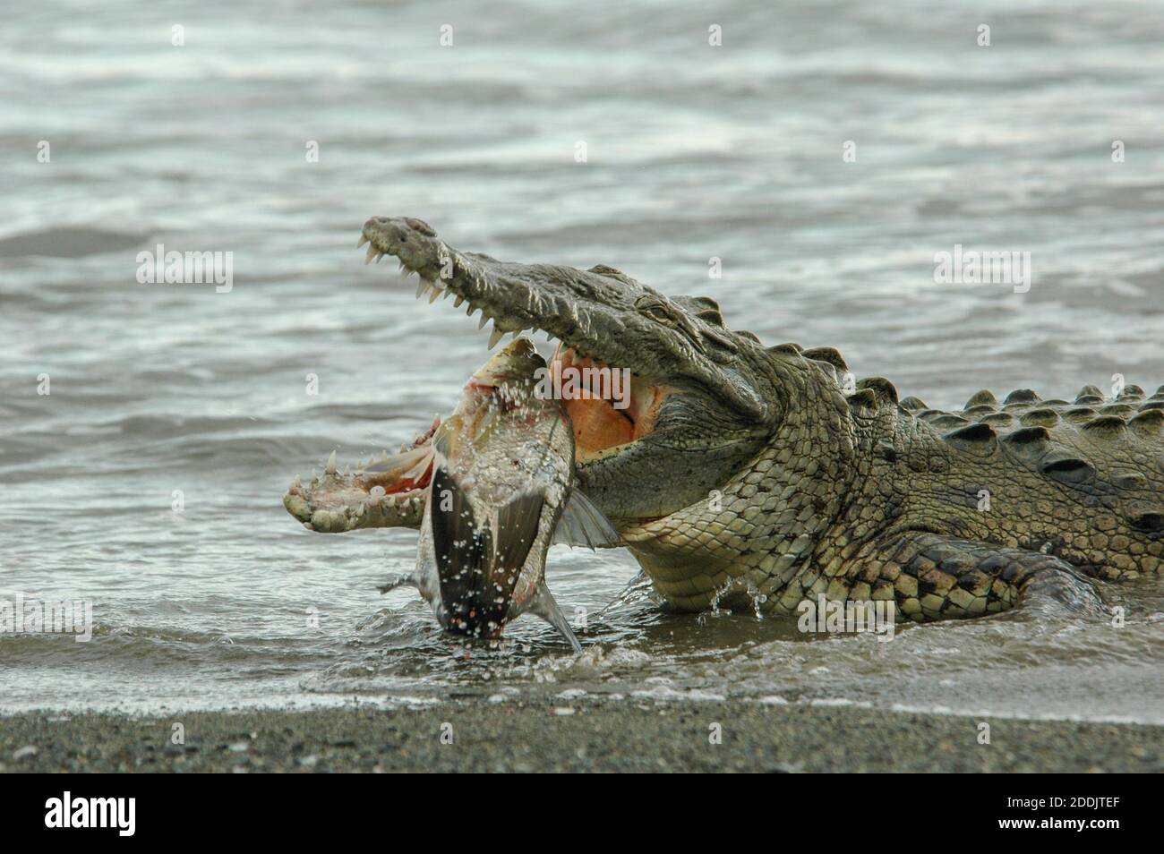 A wild american crocodile (Crocodylus acutus) by the ocean and eating an black snook in Corcovado National park in Costa Rica. Stock Photo