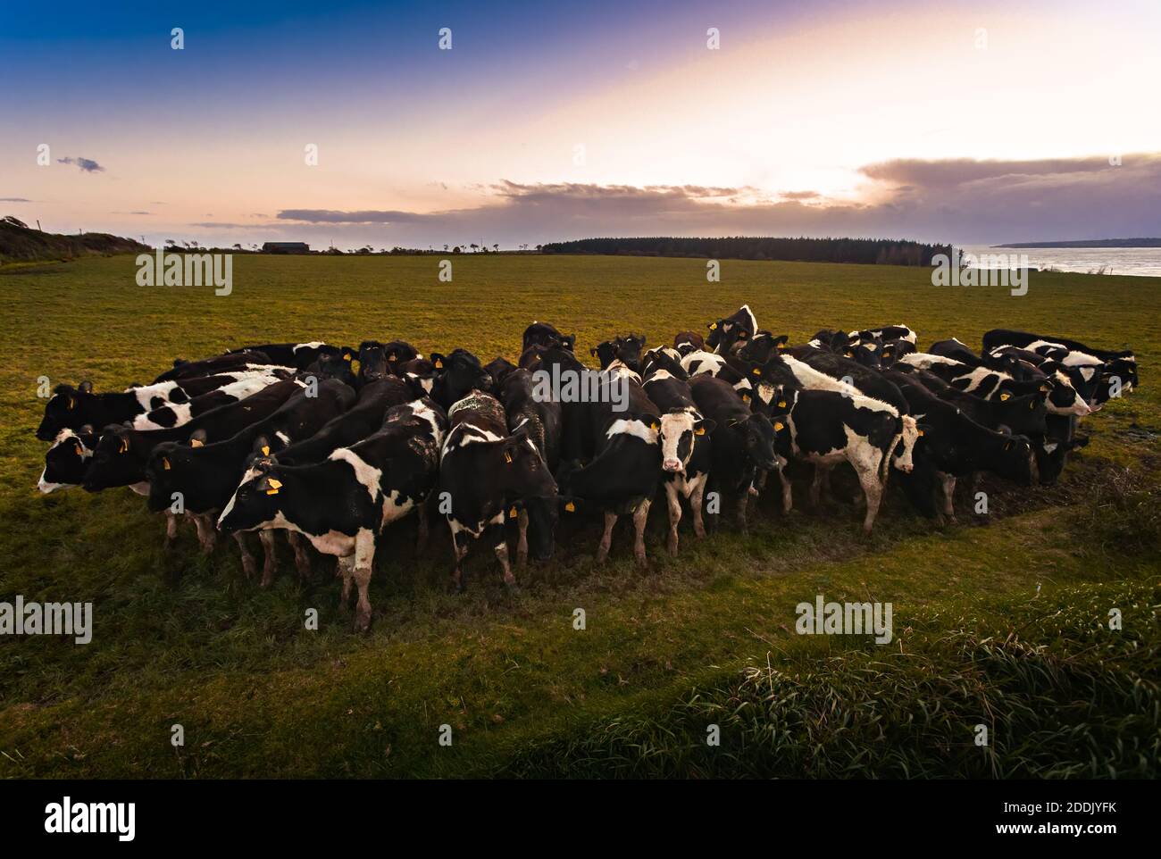 A herd of cows in the meadow at sunset Stock Photo - Alamy