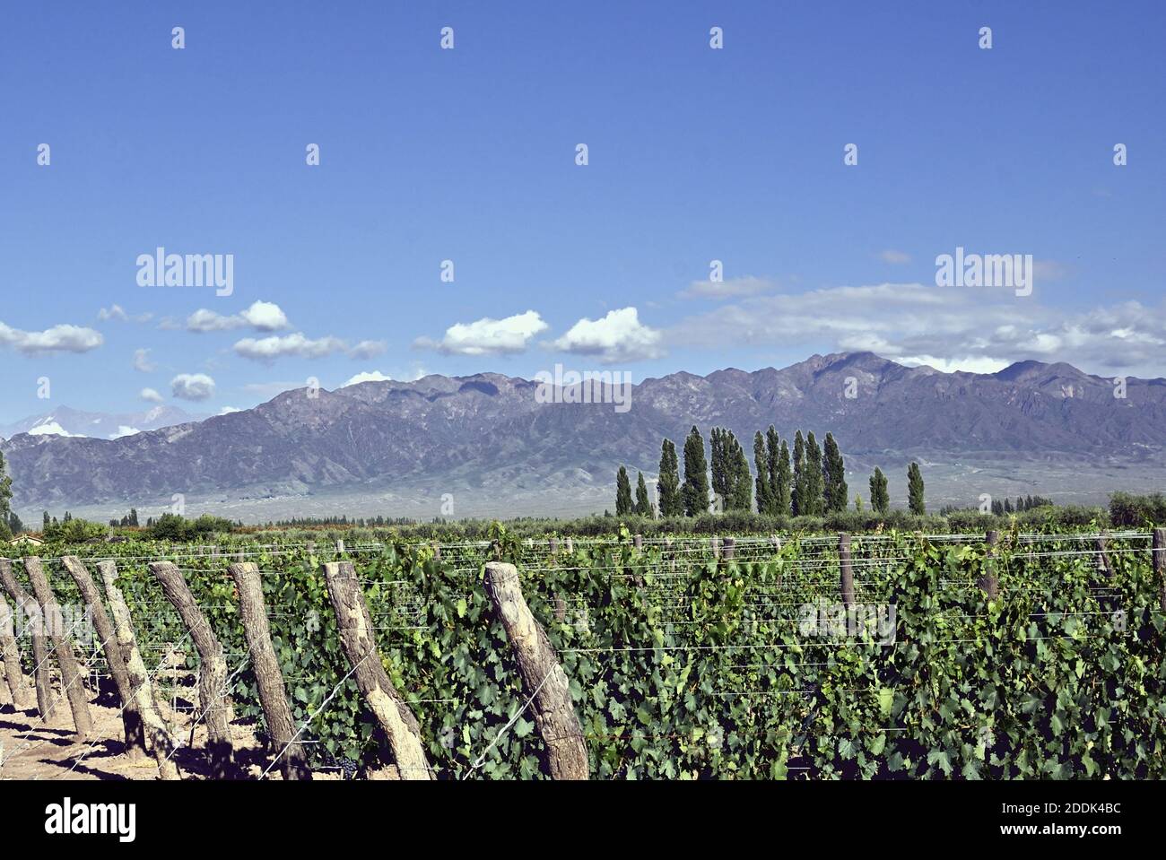 Vineyard near Mendoza, Argentina Stock Photo