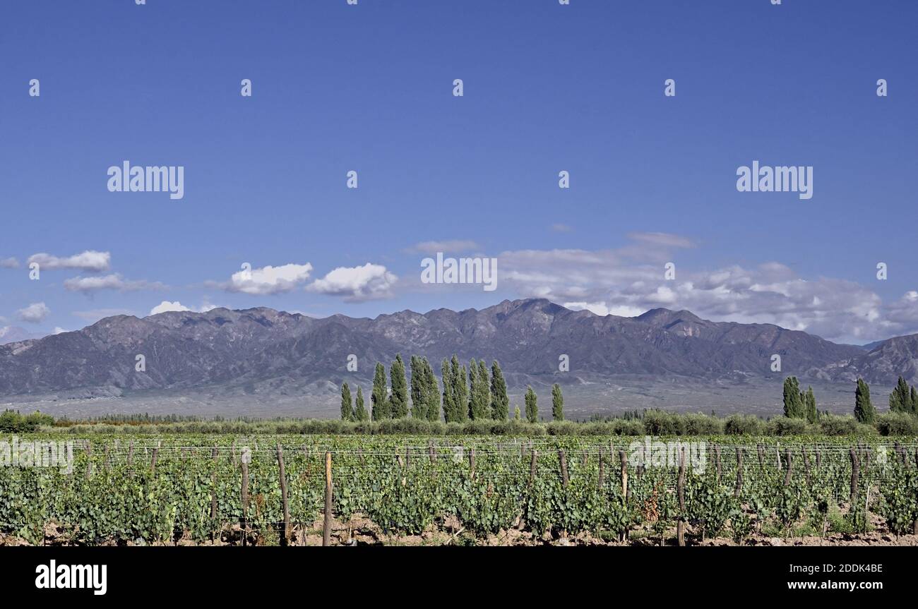 Vineyard near Mendoza, Argentina Stock Photo