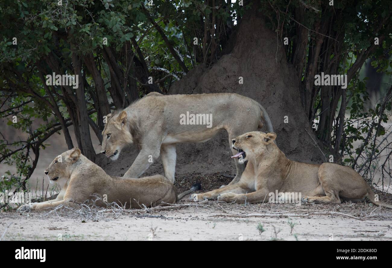 Young male lion and two lionesses resting beside anthill, Mana Pools National Park, Zimbabwe. Stock Photo