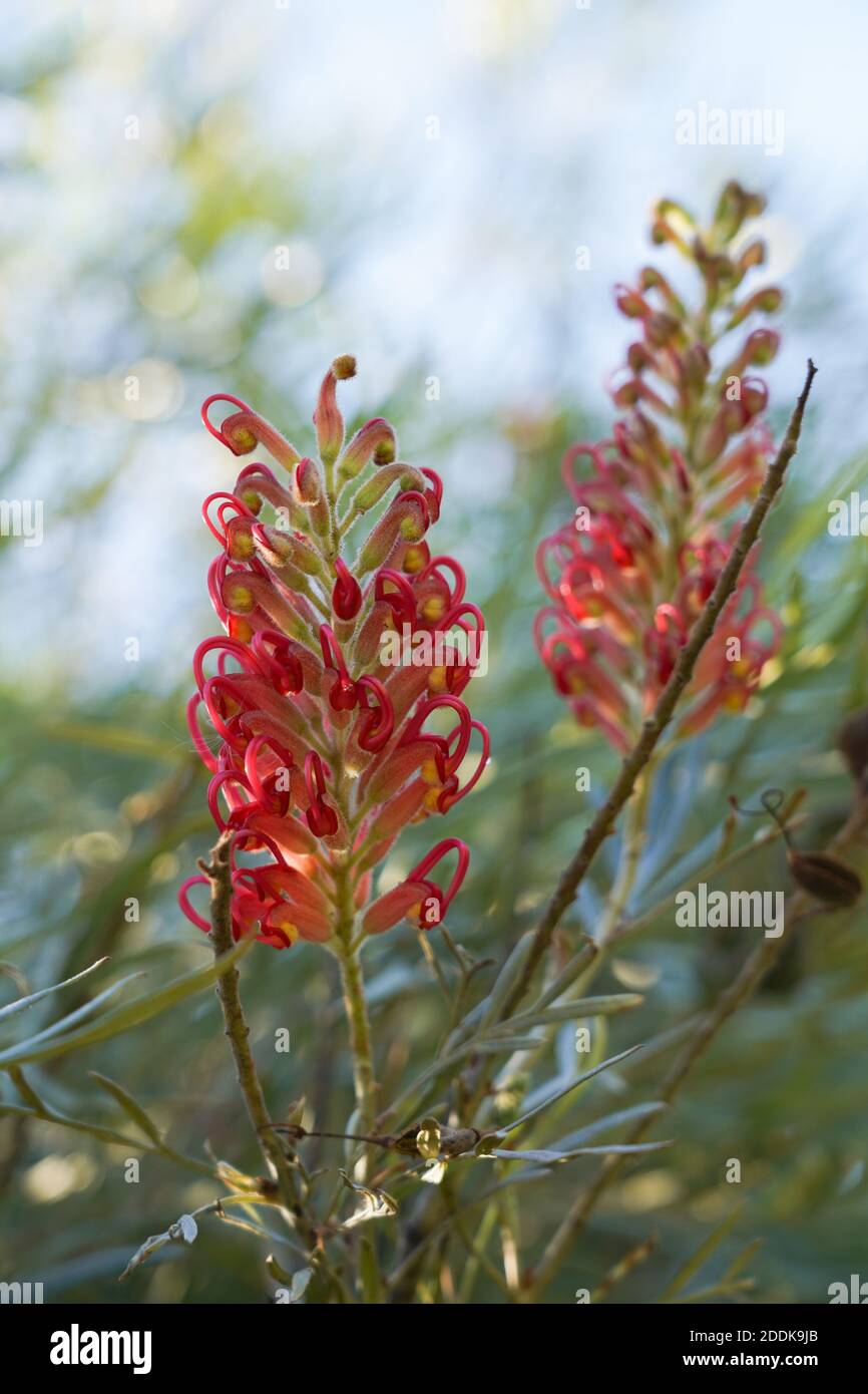 Australian natives flora hires stock photography and images Alamy