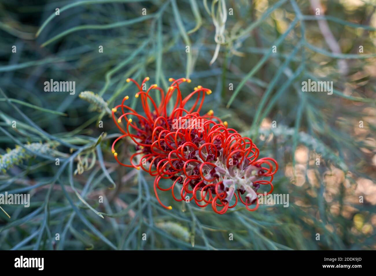 Brisbane botanic gardens mt coot tha hires stock photography and
