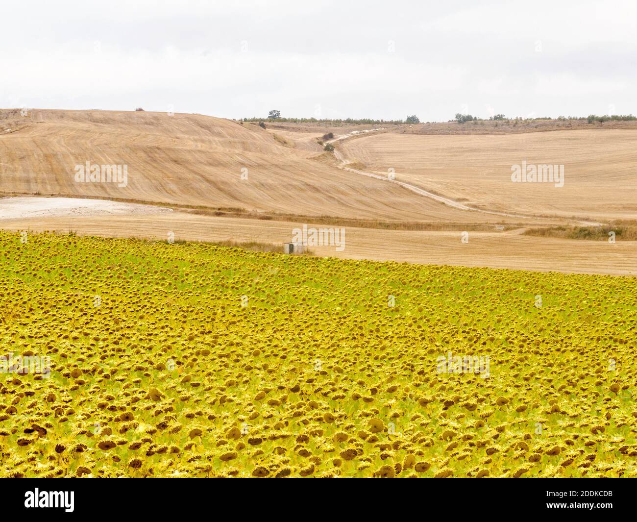 Sunflower field - Rabe de las Calzadas, Castile and Leon, Spain Stock Photo