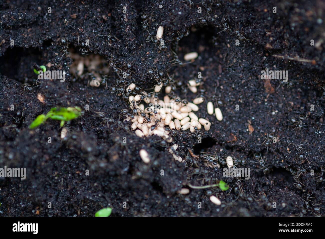 ants moving eggs to their burrows in the ground Stock Photo Alamy