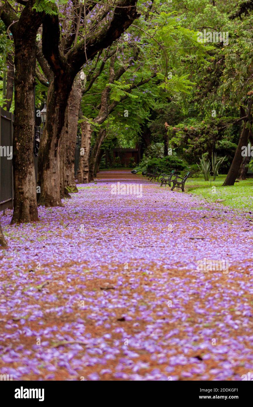 Jacaranda tree japan hires stock photography and images Alamy