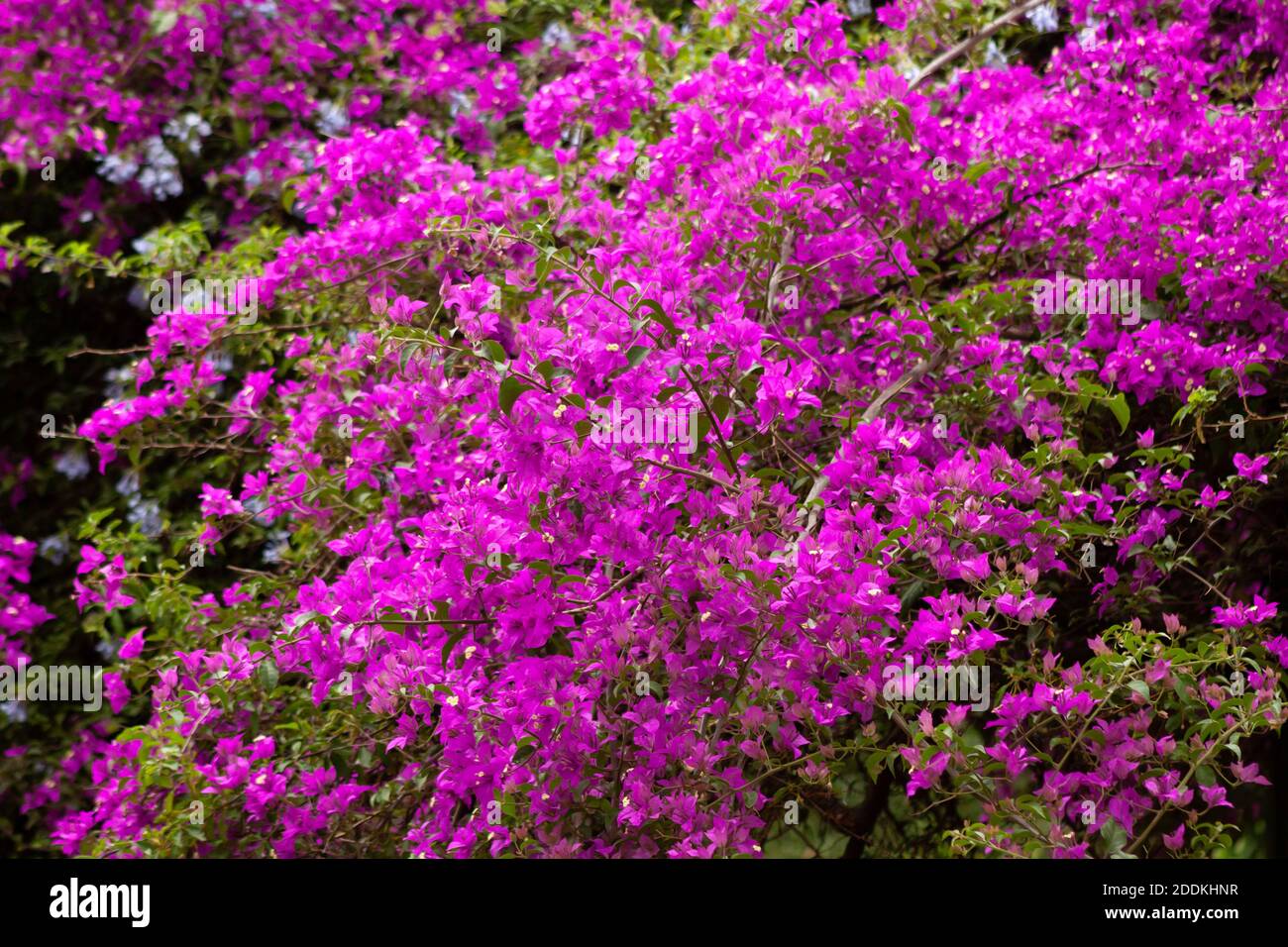 Beautiful wisteria tree in bloom. Exuberant amount of lilac flowers. Stock Photo