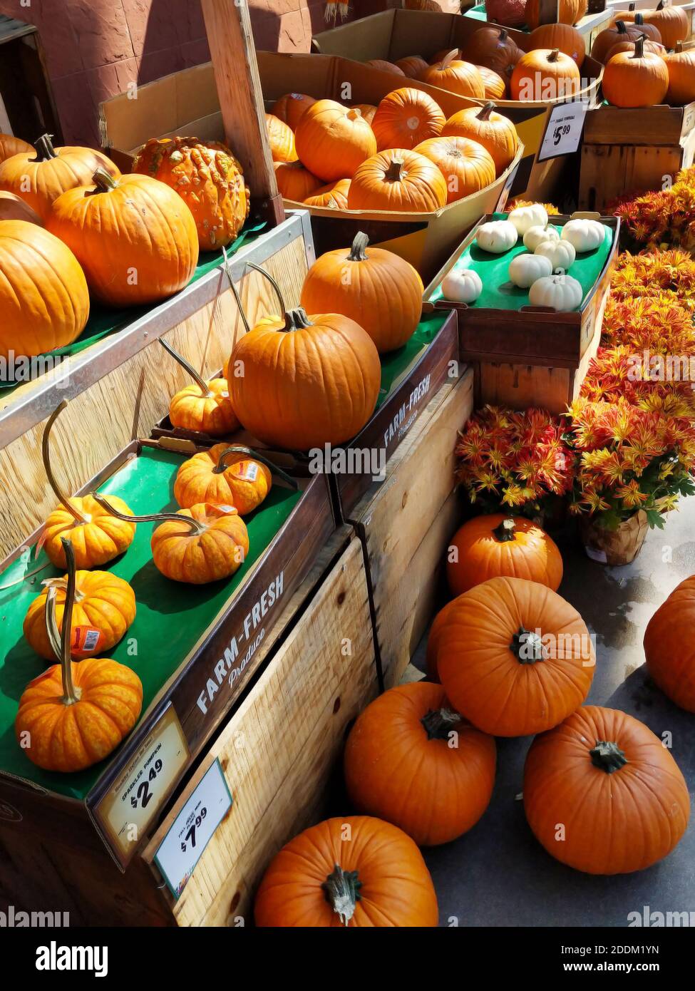Various pumpkins on display at outdoor market Stock Photo - Alamy