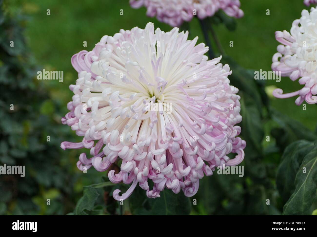 Spider Chrysanthemum Yellow Flower High Resolution Stock Photography And Images Alamy Spider Chrysanthemum Yellow Flower High Resolution Stock Photography And Images Alamy