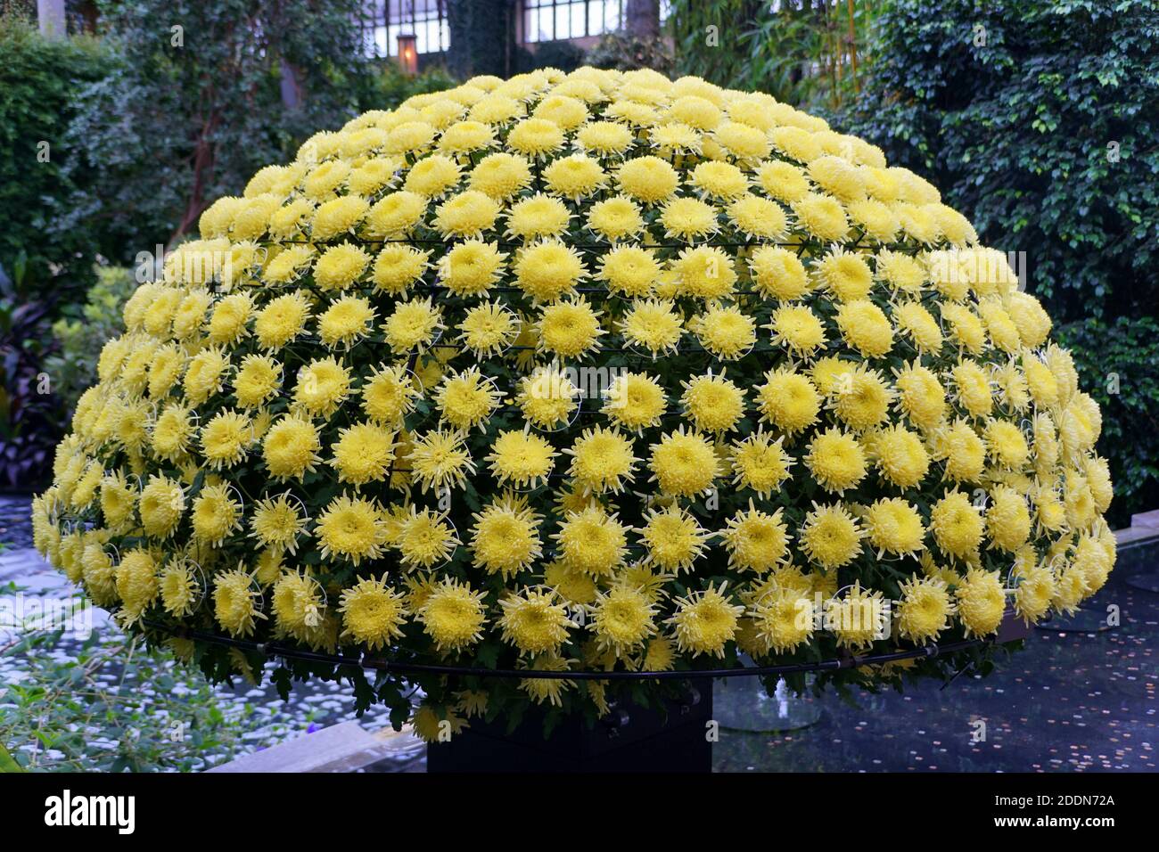 Beautiful yellow chrysanthemum flowers arranged as a shape of the canopy Stock Photo