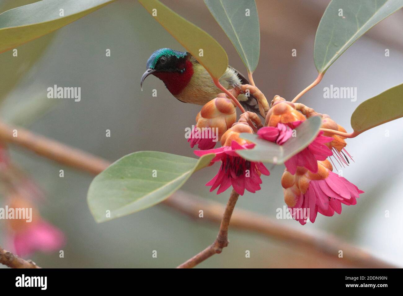 Fork-tailed Sunbird (Aethopyga christinae), in Rhodoleia tree, Tai Po, New Territories, Hong Kong Feb 2020 Stock Photo