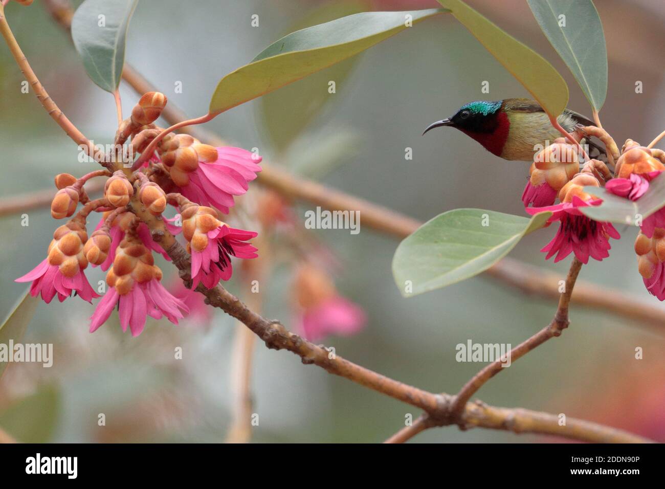 Fork-tailed Sunbird (Aethopyga christinae), in Rhodoleia tree, Tai Po, New Territories, Hong Kong, China Feb 2020 Stock Photo
