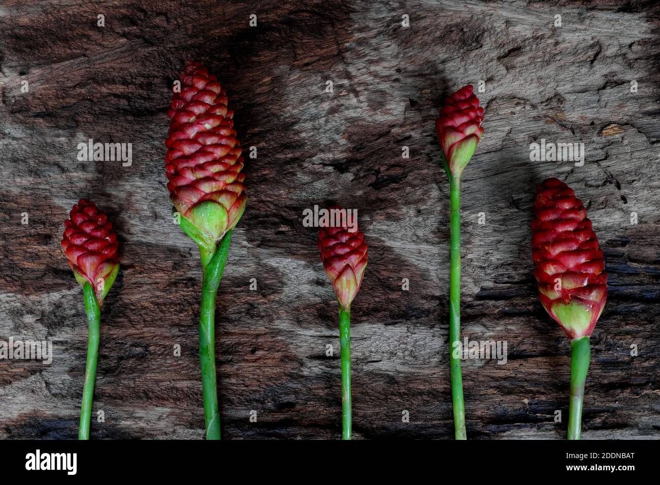 Bright red wild ginger flower cut flat lay background in dark wooden backdrop. Stock Photo